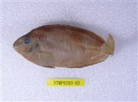 藏品(褐籃子魚)的圖片